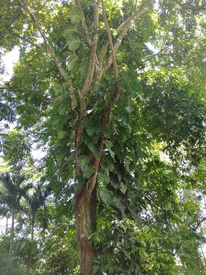 Hospedaje El Bosquecito Uvita Luaran gambar